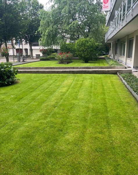 Algemeen tuinonderhoud snoeien haag gras maaien zemst elewijt