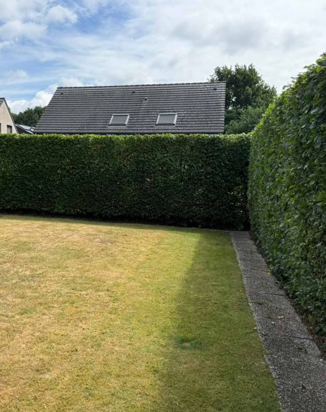 Algemeen tuinonderhoud snoeien haag gras maaien zemst elewijt