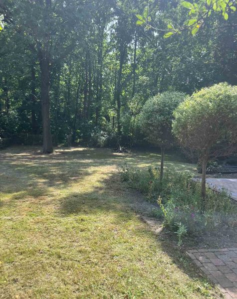 Algemeen tuinonderhoud snoeien haag gras maaien zemst elewijt