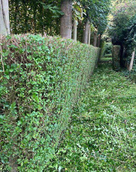 Snoeien tuin elewijt onderhoud
