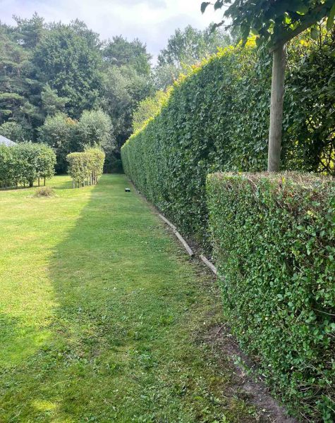 Algemeen tuinonderhoud snoeien haag gras maaien zemst elewijt